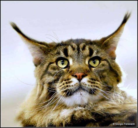 Gatto Maine Coon Caratteristiche Prezzo Carattere E Foto