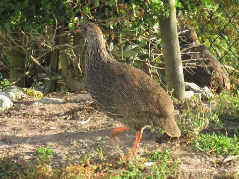 Ebird Checklist Oct West Coast Np Please Consider Using