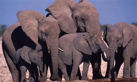 Petition · Ban Poaching Of Elephants In Africa And China United