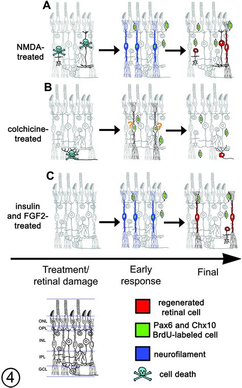 Potential of Müller glia to become neurogenic retinal progenitor cells