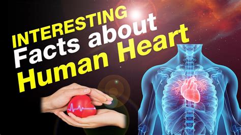 Interesting Facts About Human Heart Fun Facts About The Human Heart