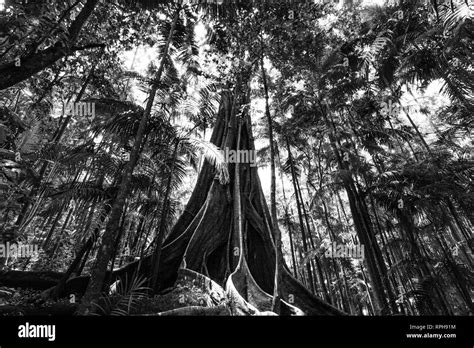 Giant Fig Tree Roots In A Rainforest Black And White Image Stock