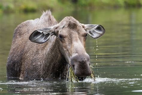 Cow Moose Feeding In Pond Alaska Photo Tom Walker Photographer