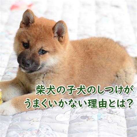 柴犬 の 子犬 画像