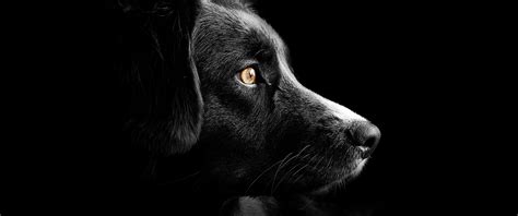 Black dog Wallpaper 4K, Cute puppies, Black background