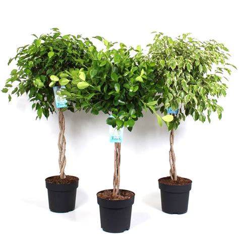 Ficus Benjamina Braided In Pot 24cm Sherries Estates