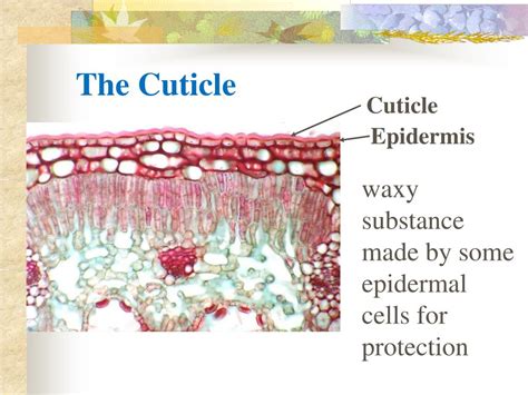 Ppt Vascular Plants With Seeds Powerpoint Presentation Free Download