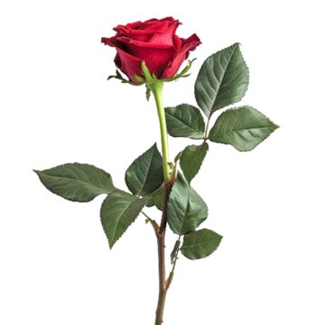 Realistic Red Rose Flower With Leaves Rose Red Rose Red Rose Flower