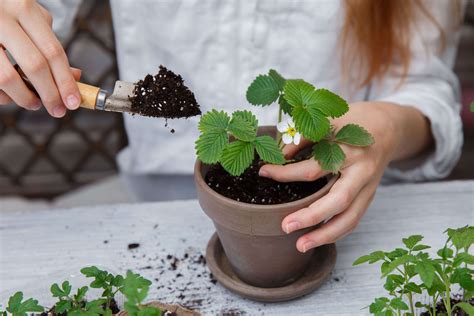 ¿cómo Trasplantar Una Planta A Otra Maceta