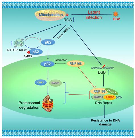 A Diagram Showing The Interaction Of P Mediated Autophagy With Ddr In