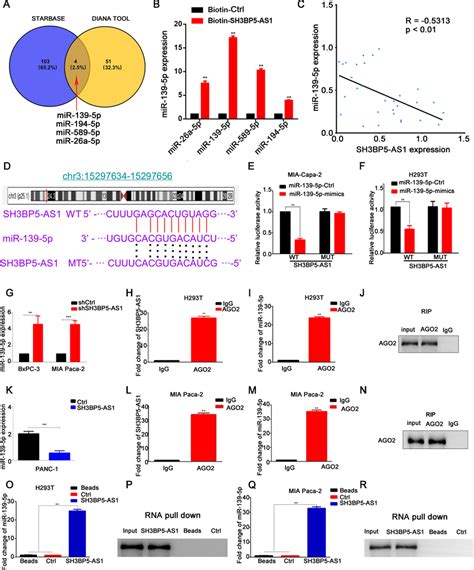 Mir P Is Involved In The Oncogenic Roles Of Sh Bp As In