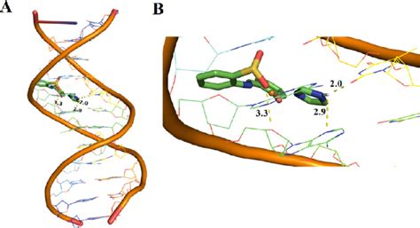 Molecular Docking Of Complex 2 With Ct Dna A Full View Of Docking