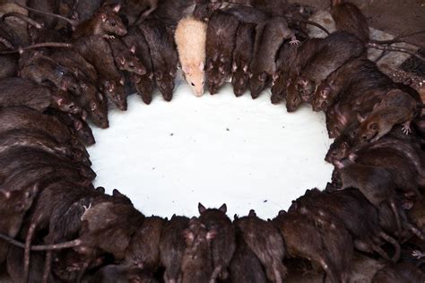 Karni Mata Rat Temple Rats Enjoy A Bowl Of Milk At This Flickr