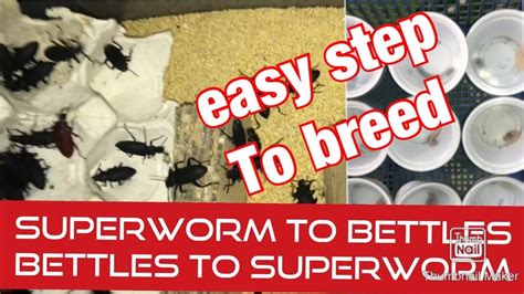 Easy Step To Breeding Process Superworm To Beetles New Set Up Of