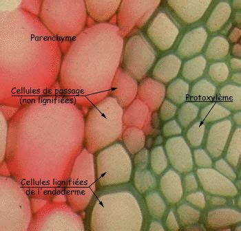 Anatomie Des Angiospermes Album Rdendrob L