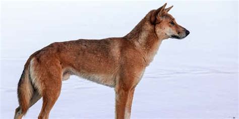 The Dingo Is A True Blue Native Australian Species