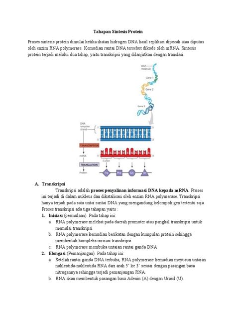 Tahapan Sintesis Protein Pdf