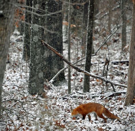 Red Fox in Snow - Maureen C. Berry