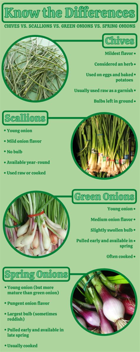 Are Scallions The Same As Green Onions Bonus Recipe Delishably