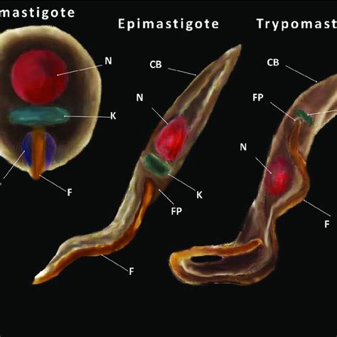 PDF Biochemical Cellular And Immunologic Aspects During Early