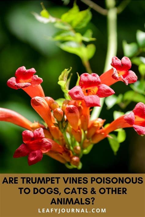 Are Trumpet Vines Poisonous To Dogs Cats And Other Animals In 2022