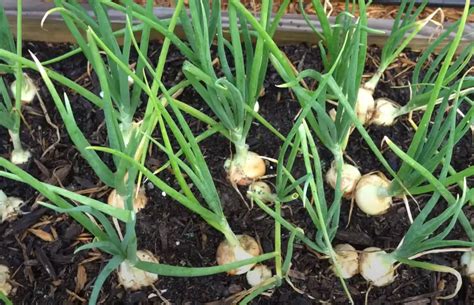 Will Frost Hurt Onion Plants Gardenprofy