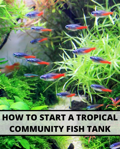 55 gallon fish tank guide best fish setup ideas equipment and more ...