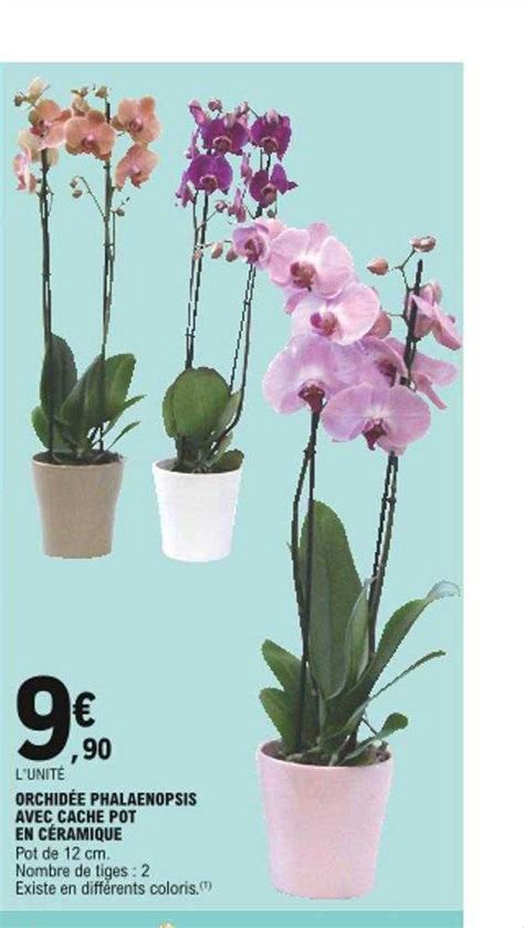 Promo Orchidée Phalaenopsis Avec Cache Pot En Céramique chez E Leclerc