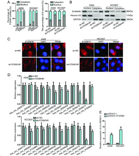 Foxm Induced Catenin Nuclear Translocation And Circ Level In