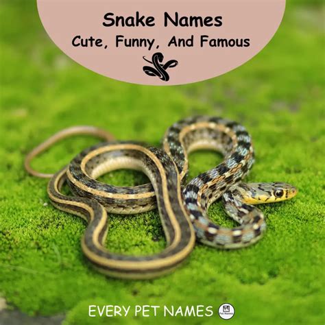 330+ Cute, Funny, And Famous Snake Names - Every Pet Names