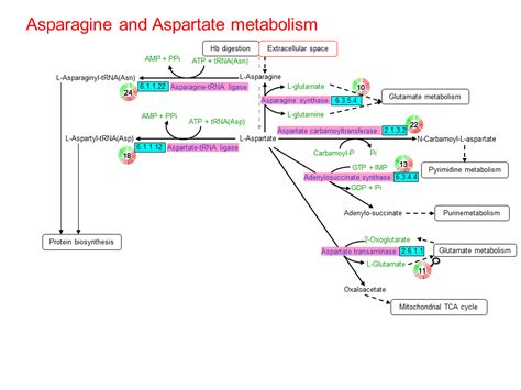 Asparagine And Aspartate Metabolism