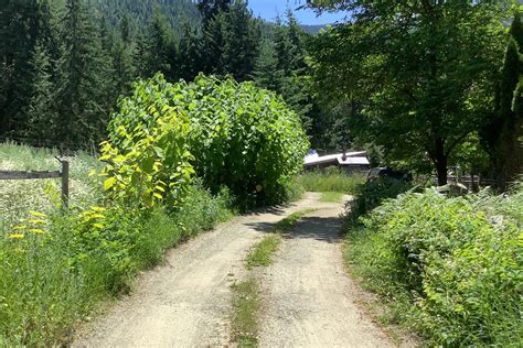 Knotweed Removal on Private Lands - Kootenay Conservation Program