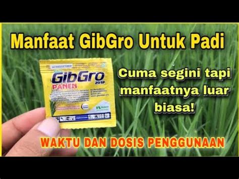 Manfaat Dan Cara Penggunaan ZPT Gibgro Untuk Padi YouTube