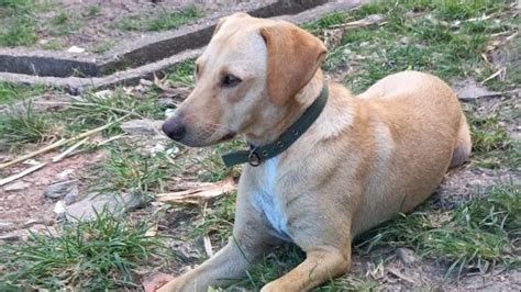 Petition · Save the pound dogs - Trinidad & Tobago · Change.org