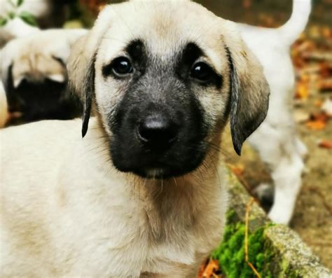 Kangal Welpen Tierheim Pirmasens