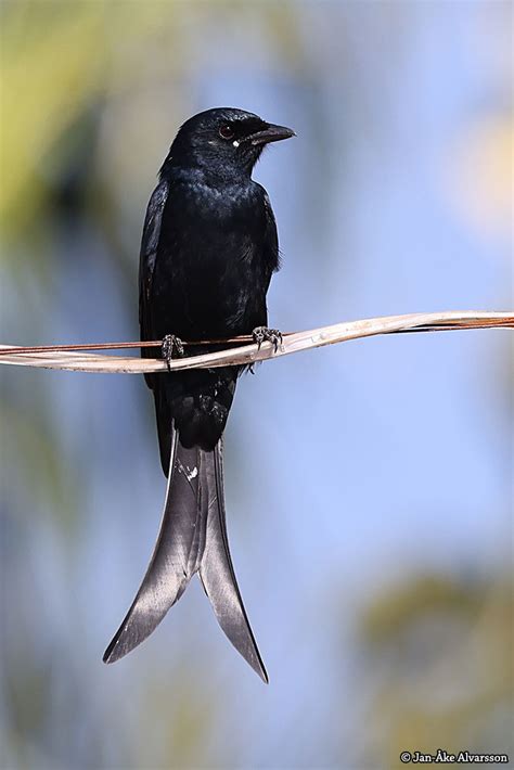 Dicrurus Macrocercus Black Drongo Svartdrongo Jan Kes F Geldagbok