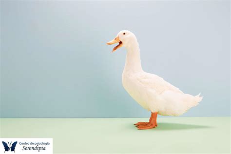 ¿La Anatidaefobia es una Condición Real?