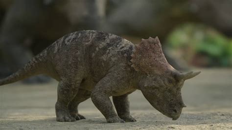 Proceratops