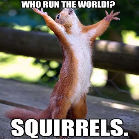 Beyonce Squirrel Happy Squirrel Funny Animals