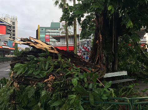 cyclone winston claims  lives destroys century  iconic tree