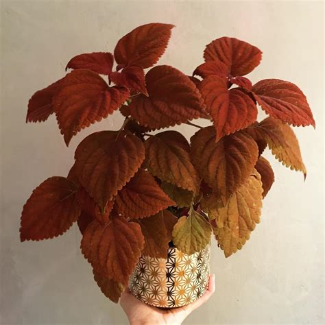 Revitalize Your Garden With Vibrant Orange Houseplants