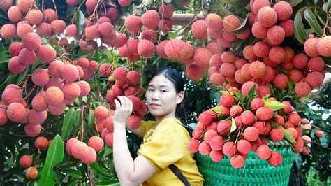 Harvesting Litchi Fruit Pineapple Goes To Market Sell Fruit Garden