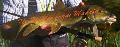 Fly Fishing From Madrid Ffm Barbos Barbel Galery