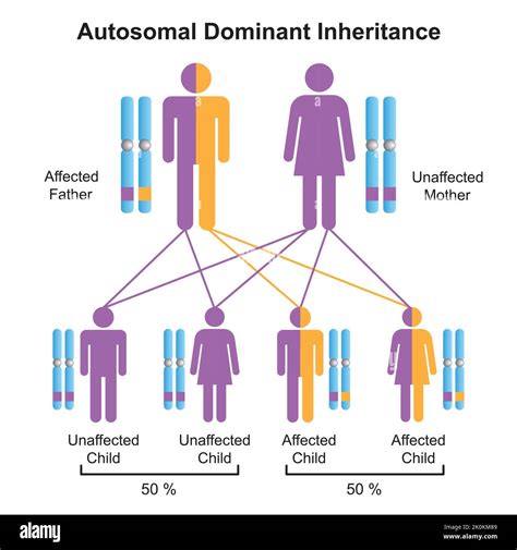 Diseño Científico De La Herencia Autosómica Dominante Símbolos De