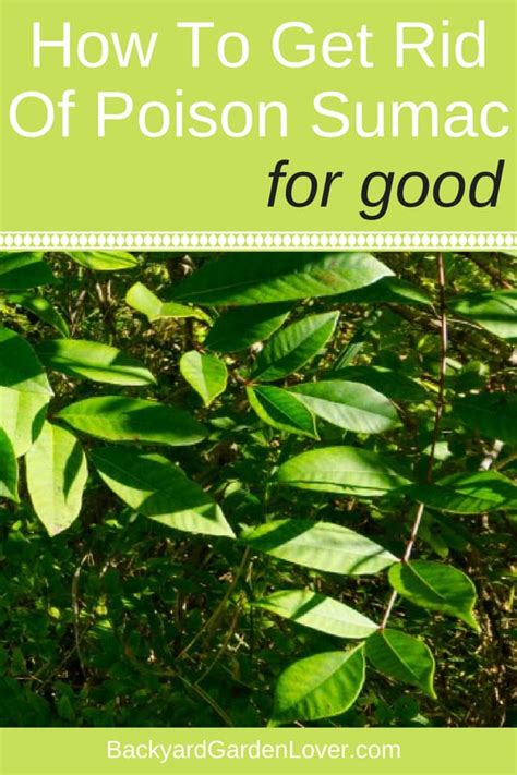 How To Get Rid Of Poison Sumac For Good