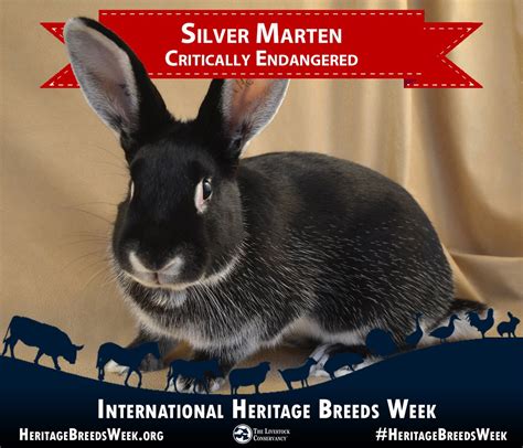 The Livestock Conservancy On Twitter Silver Marten Critically