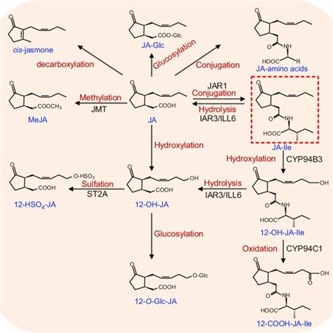 1 Octadecanoid Pathway For Jasmonic Acid Ja Biosynthesis In