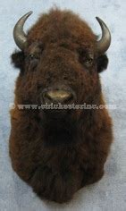 Buffalo Head Mount or Taxidermy Buffalo