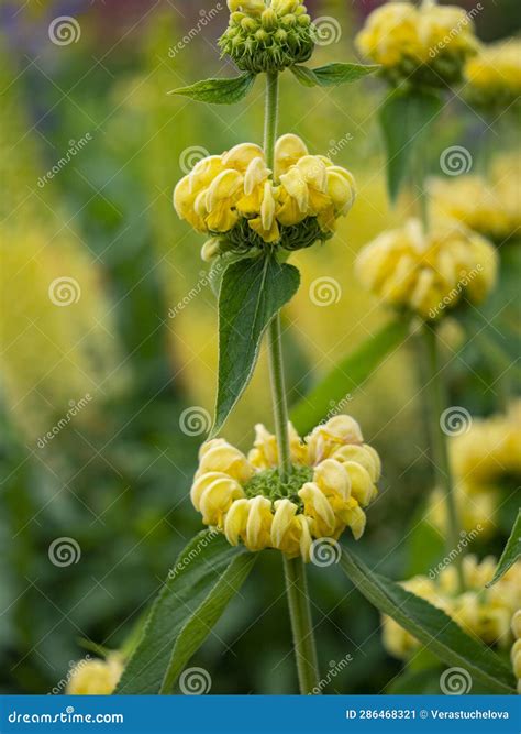 Phlomis Russeliana Turkish Sage Syrian Fire Herb Jerusalem Sage Yellow Flowering Plant