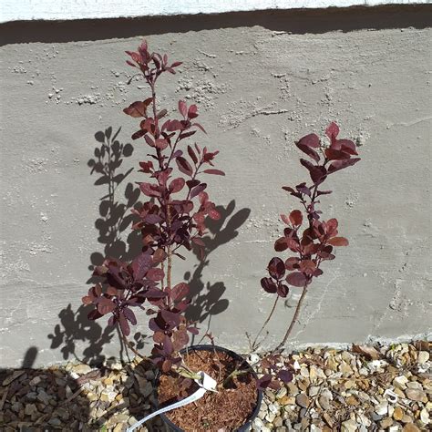 Cotinus Coggygria Lilla Smoke Bush Lilla In Gardentags Plant